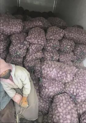 【农产品上行 电商在行动】赞!20吨色达紫心土豆被收购
