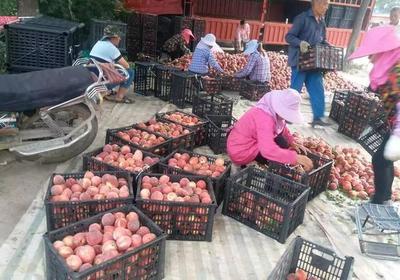 果农含泪卖桃子,收购价4毛一斤,网友:我超市买的5块一斤